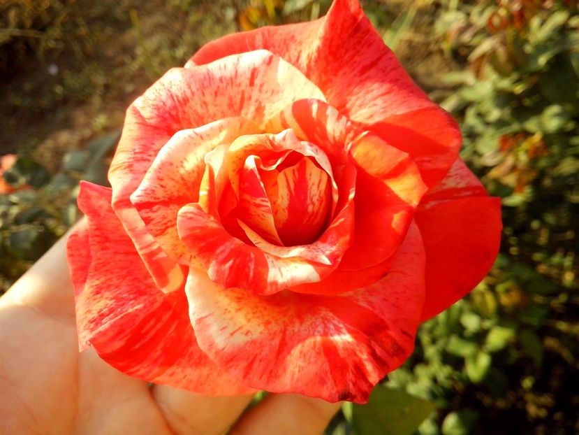 nr 31 - 0 TRANDAFIRI DIMOV 2016