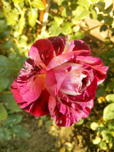 Julio iglesias - 0 TRANDAFIRI 2016