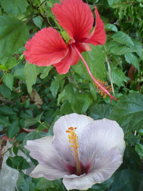 P1300014 - HIBISCUSI 2016-6