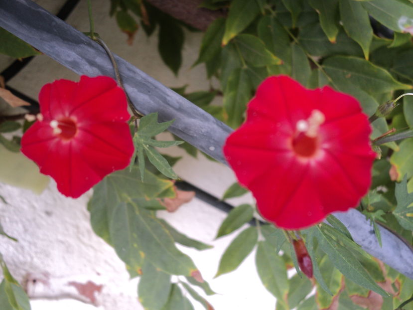 Ipomoea (zorea) Cardinal climber