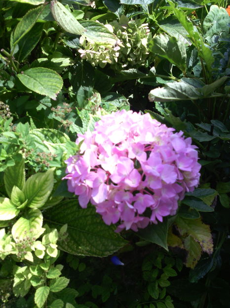  - 01-Flori din curtea mea 2016