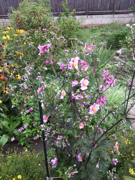 anemone hupehensis - 01-Flori din curtea mea 2016