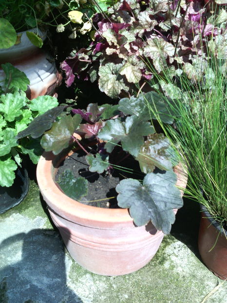 heuchera la ghiveci - 01-Flori din curtea mea 2016