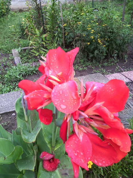 canna - 01-Flori din curtea mea 2016