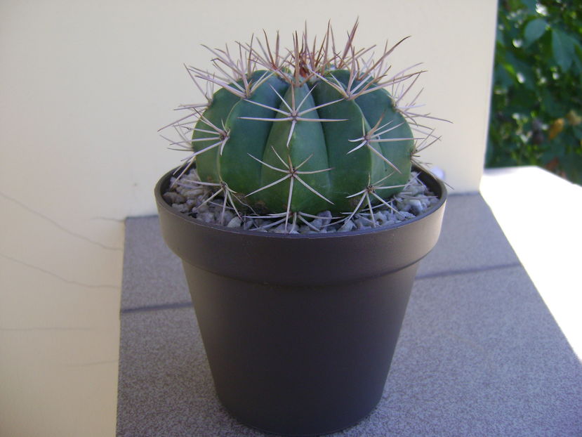 Melocactus pygmaeus Kníže - Cactusi 2016 bis