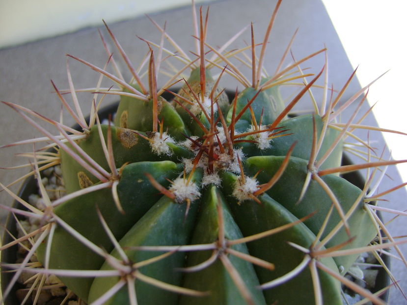 Melocactus pygmaeus Kníže