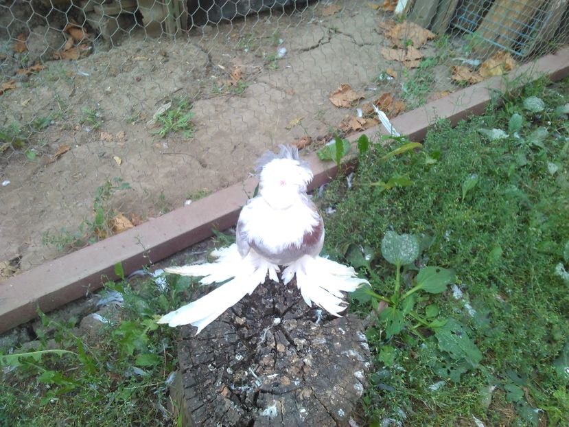  - TINERET TOBOSARI DE BUHARA