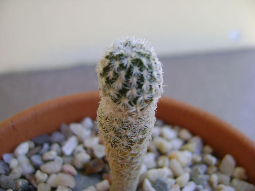 Turbinicarpus pseudopectinatus (Pelecyphora aselliformis) - Cactusi 2016 bis