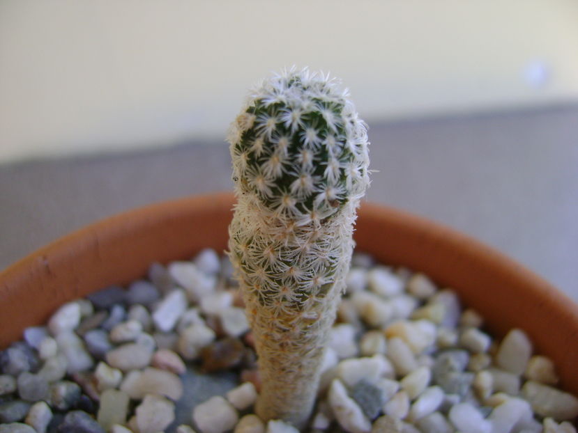 Turbinicarpus pseudopectinatus (Pelecyphora aselliformis) - Cactusi 2016 bis