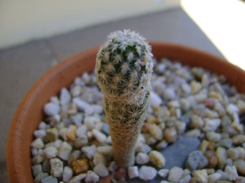 Turbinicarpus pseudopectinatus (Pelecyphora aselliformis) - Cactusi 2016 bis