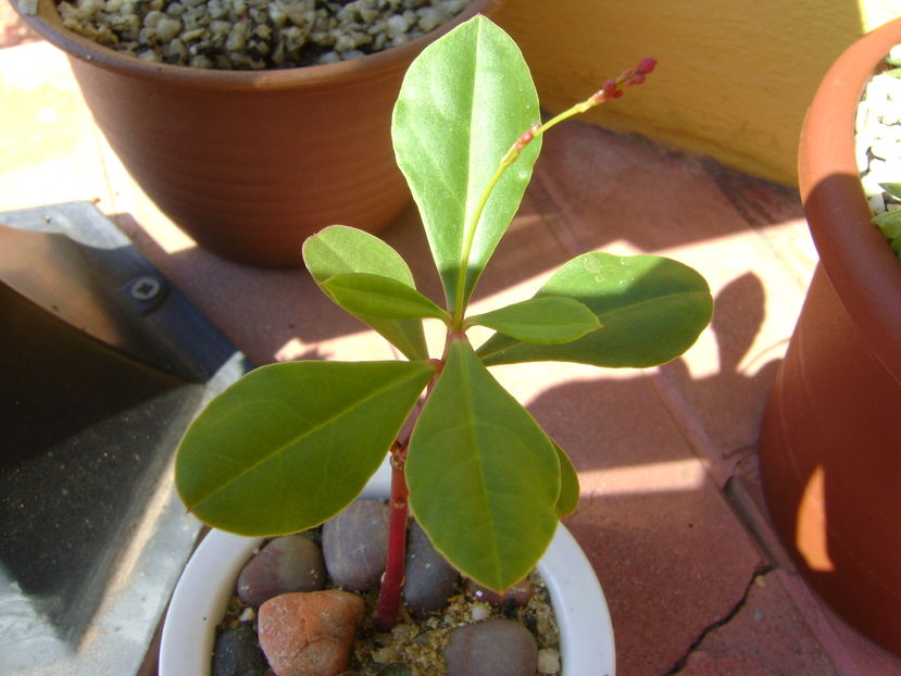 Talinum paniculatum, boboci
