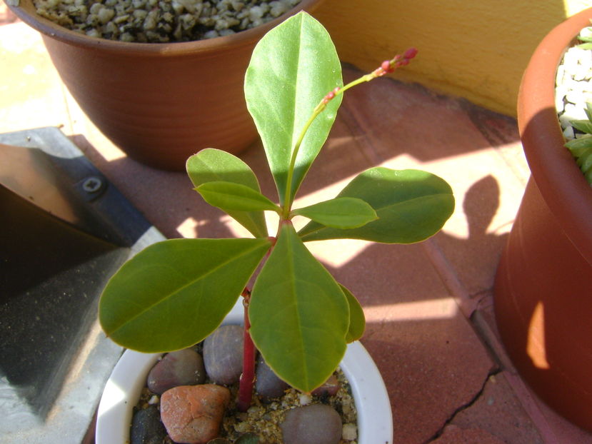 Talinum paniculatum, boboci