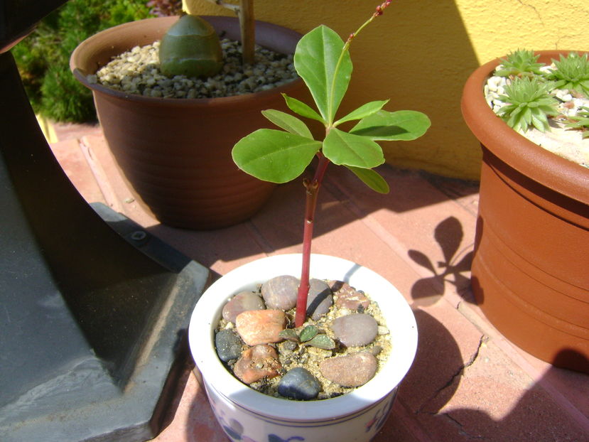 Talinum paniculatum, boboci