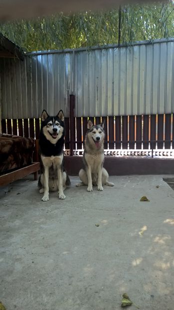 Maya cu partenerul Ice - Catelusa Husky Maya