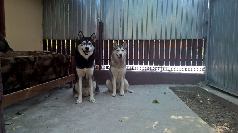 Maya cu viiyorul tatic Ice