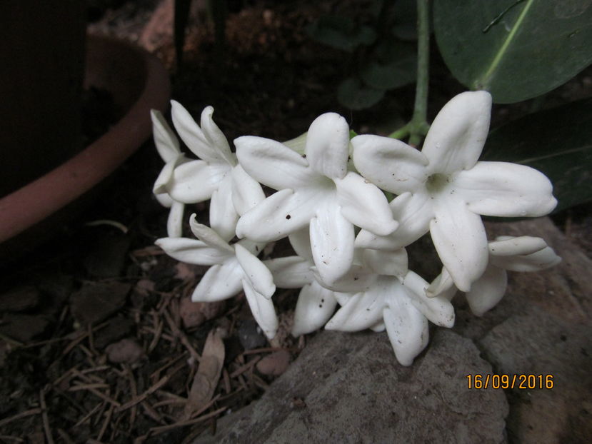 Stephanotis, in sfarsit!!!! - GARDENII SI JASMIN 2016