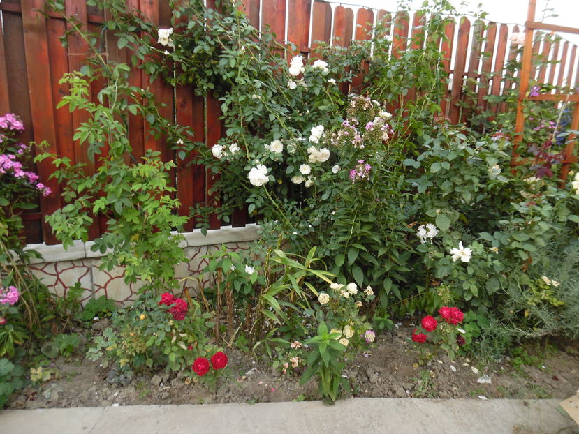  - 2016 Toamna in gradina 2016