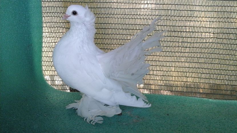 M 5338; 2016; irizatii gri in coada
