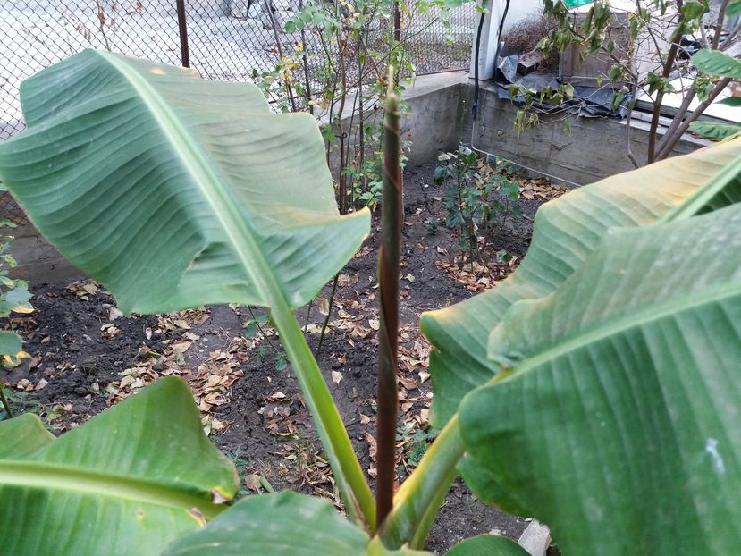 creste inca o frunza