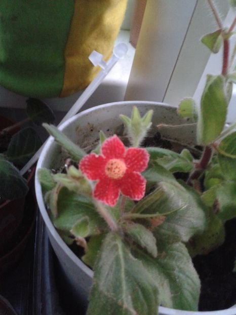 KOHLERIA