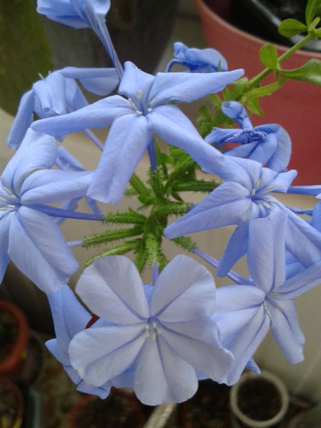 PLUMBAGO