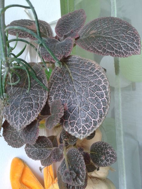 EPISCIA