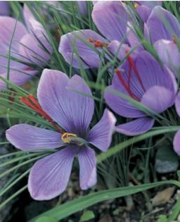 crocus_sativus - VAN BULBI SOFRAN 2020