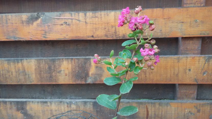 Lagerstroemia indica roz - Lagerstroemia indica