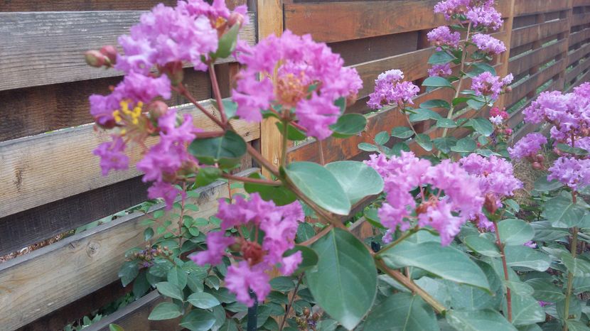 Lagerstroemia indica mov 2