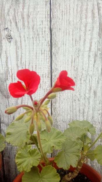 1474175893881-1499454373 - Muscate si alte plante