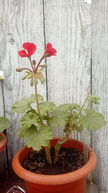 1474175908778-1297421730 - Muscate si alte plante