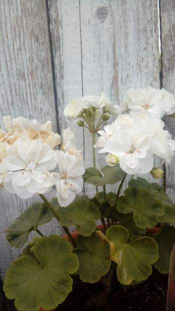  - Muscate si alte plante