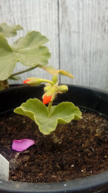  - Muscate si alte plante