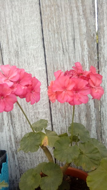  - Muscate si alte plante