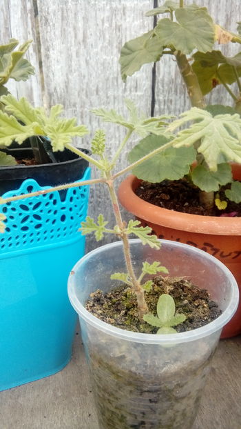 1474176008567-1014511123 - Muscate si alte plante