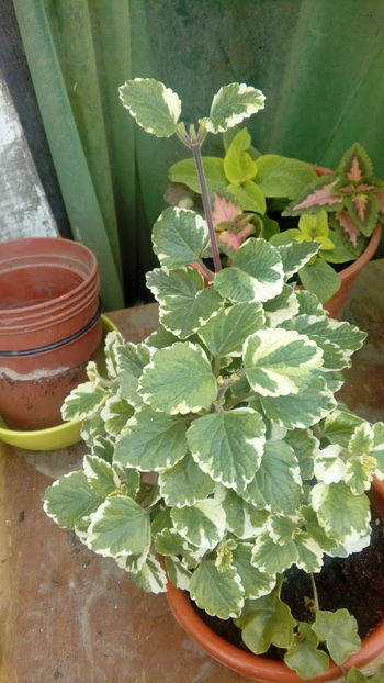  - Muscate si alte plante