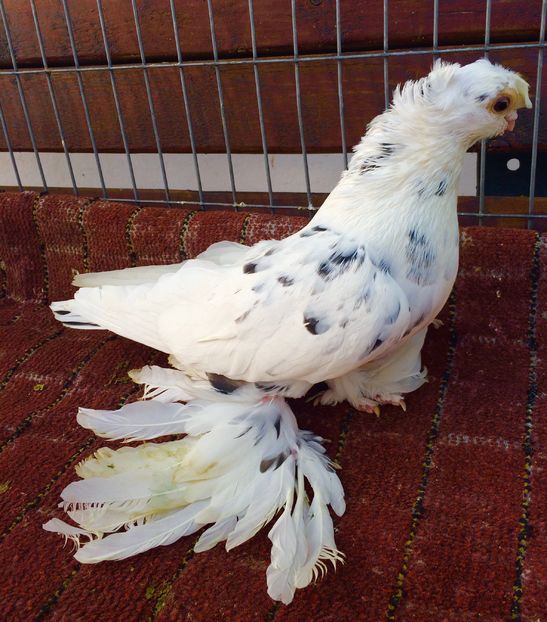 Mascul - PORUMBEI VANDUTI 2018