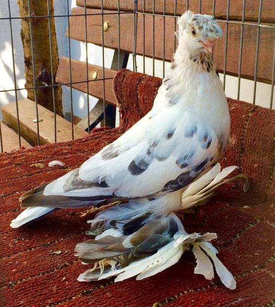 Femela - PORUMBEI VANDUTI 2018