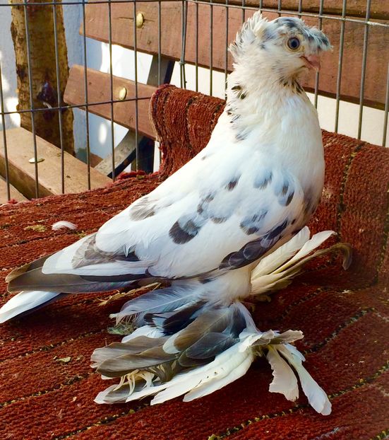 Femela - PORUMBEI VANDUTI 2018