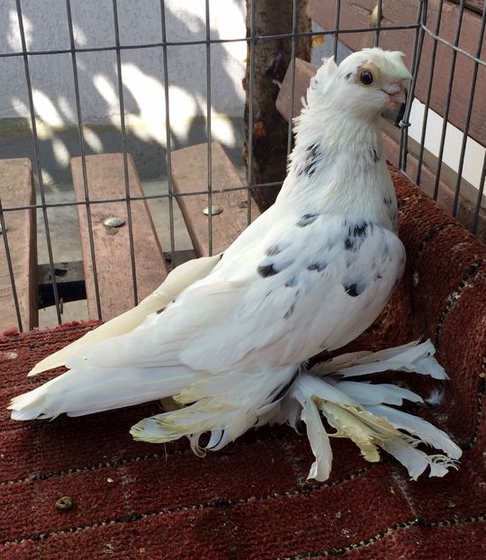 Mascul - PORUMBEI VANDUTI 2018