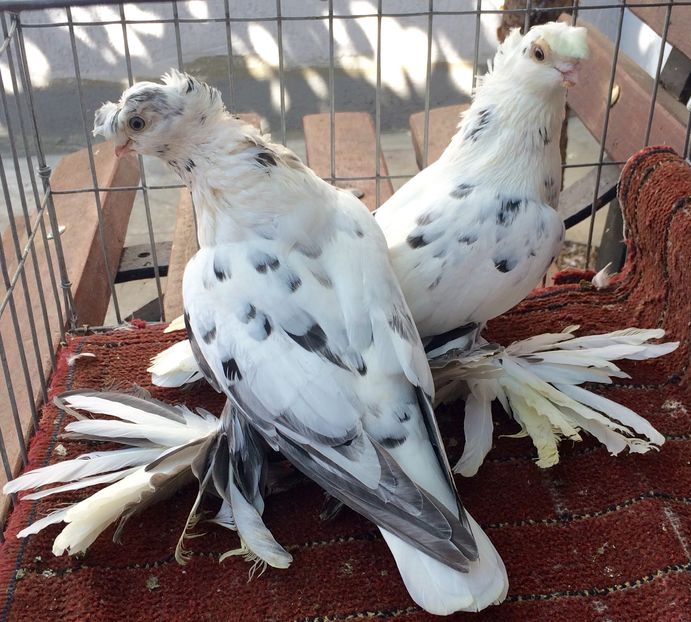 Pereche - PORUMBEI VANDUTI 2018