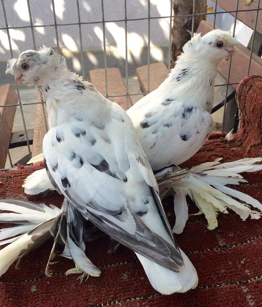 Pereche - PORUMBEI VANDUTI 2018