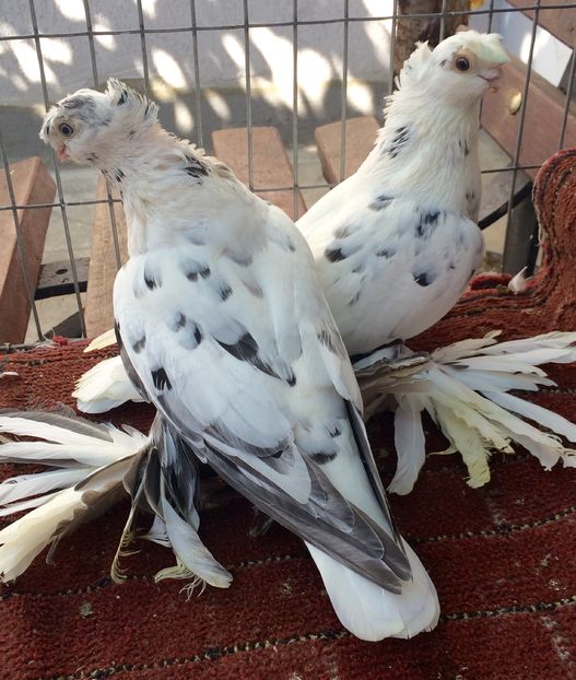 Pereche - PORUMBEI VANDUTI 2018