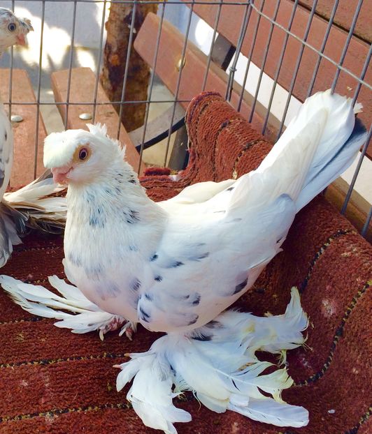 Mascul - PORUMBEI VANDUTI 2018