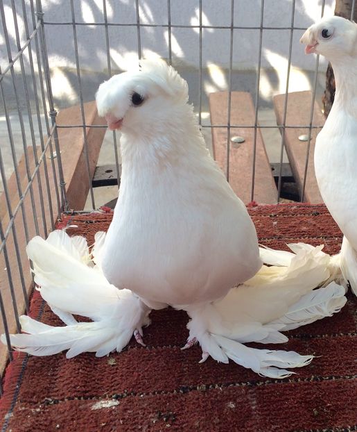 Femela - PORUMBEI VANDUTI 2018