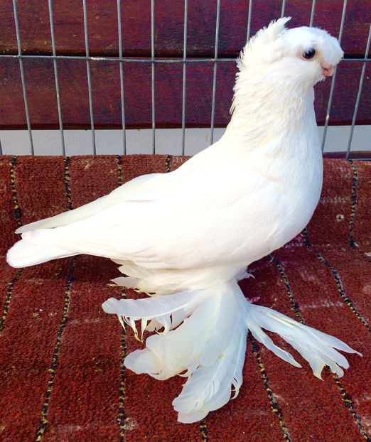 Mascul - PORUMBEI VANDUTI 2018