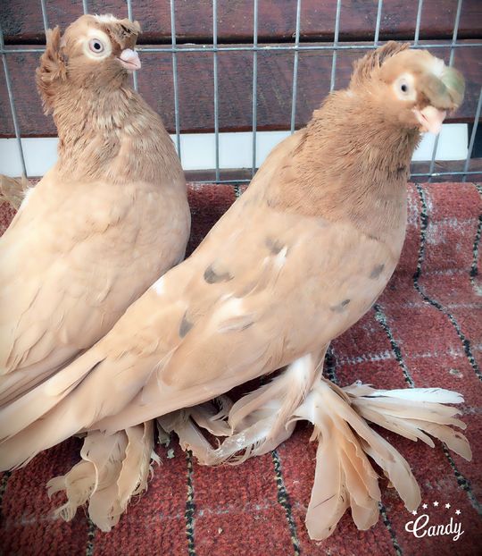 Pereche - PORUMBEI VANDUTI 2018