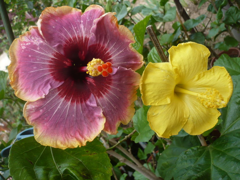 P1300035
