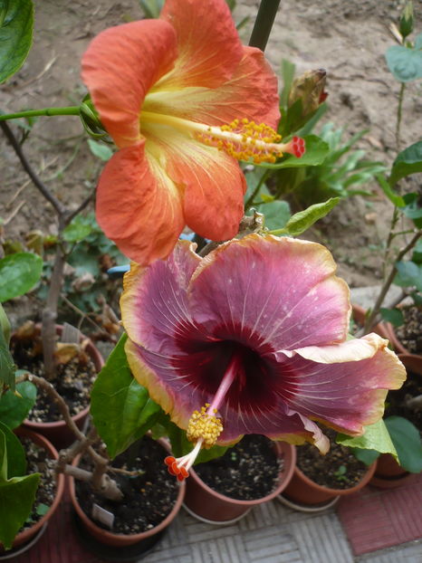 P1300039