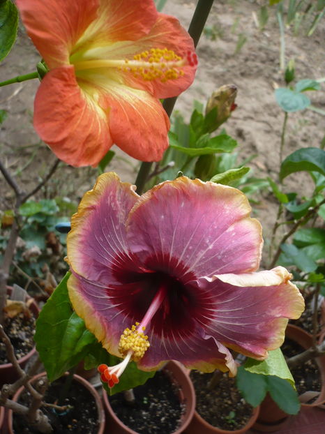 P1300040